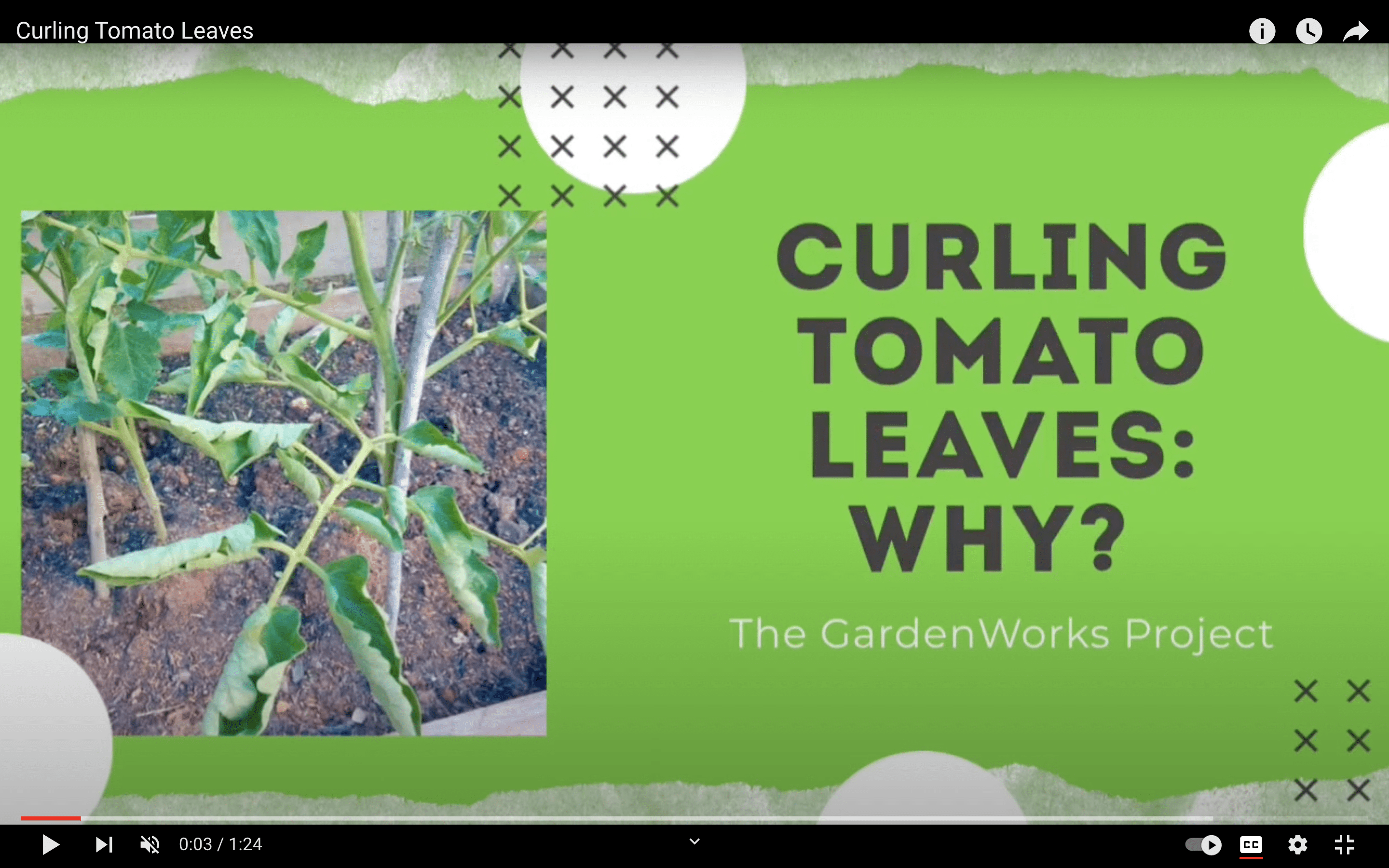 Curling Tomato Leaves