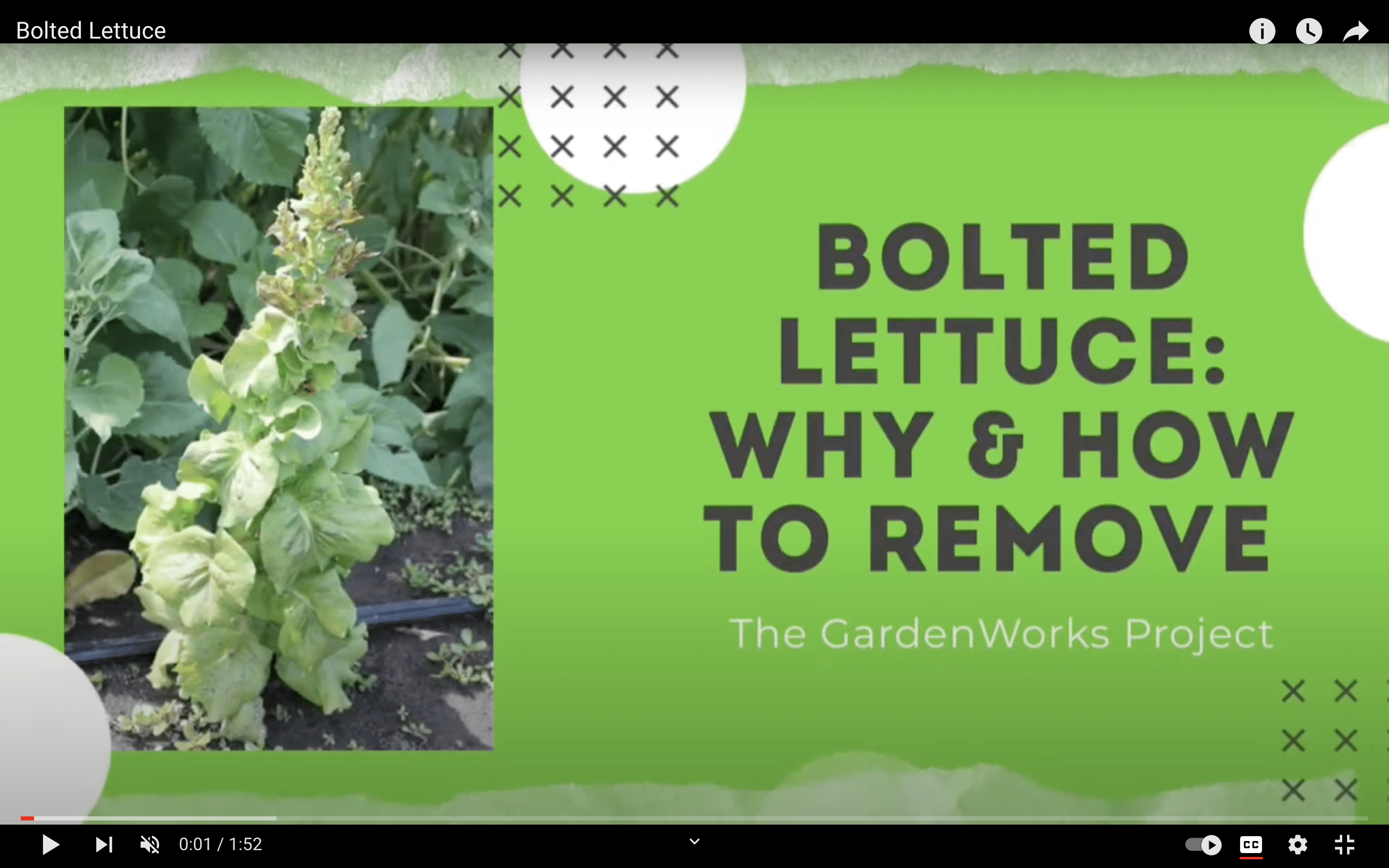 Bolted Lettuce