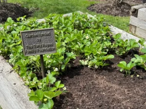 Ronald Mcdonald House Gardens